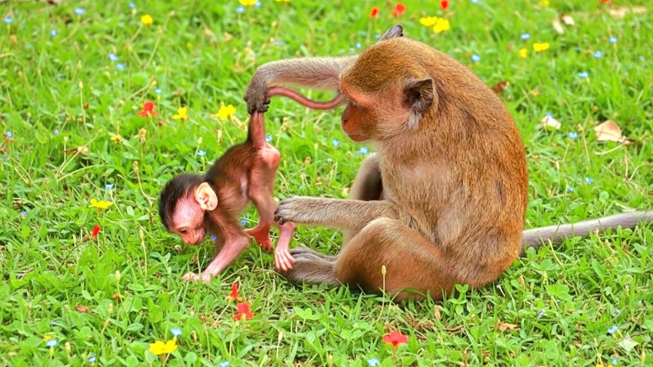 F168-28-The Curious Mother: A Baby Monkey's Upside-Down View 🌸