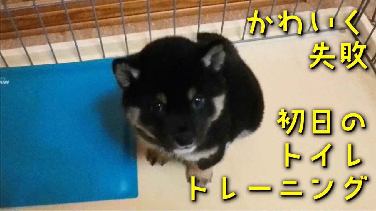 黒柴おちゃづけ、初めてのトイレトレーニングなのです。