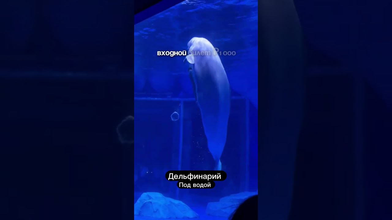 Волшебство подводного дельфинария! 🐬 Трюки дельфинов, эмоции и скидка 10% &mdash; адрес в моем блоге.