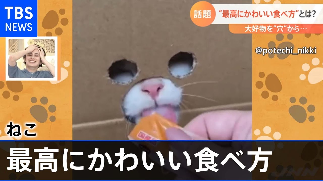 飼い主が思いついた！“最高にかわいい食べ方”をするネコ【Nスタ】