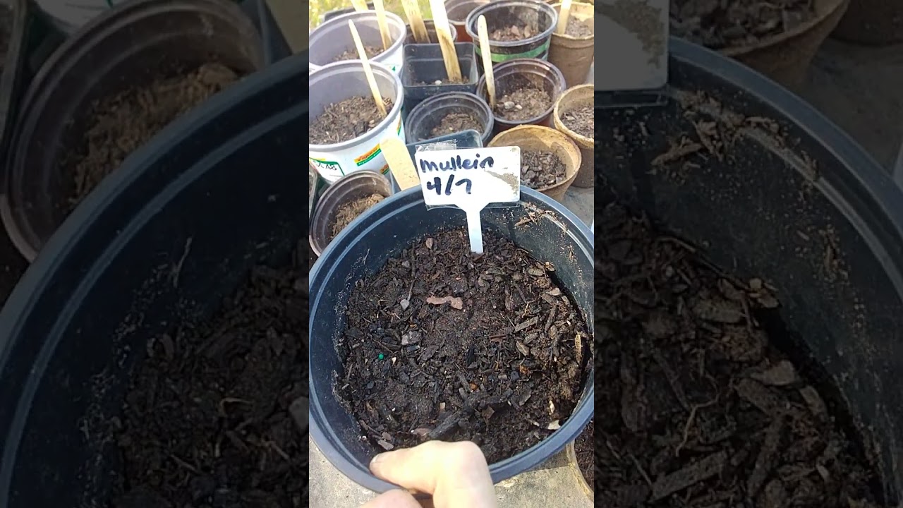 How to Grow Mullein, an Old Native American Remedy for the Lungs!  4/7/24