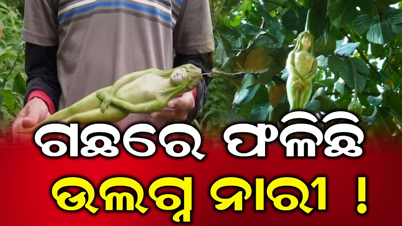 ଗଛରେ ଫଳିଛି ଉଲଗ୍ନ ନାରୀ ! || ODIA NEWS TUBE #trending #facts #tree #odishanews #odia #virltree