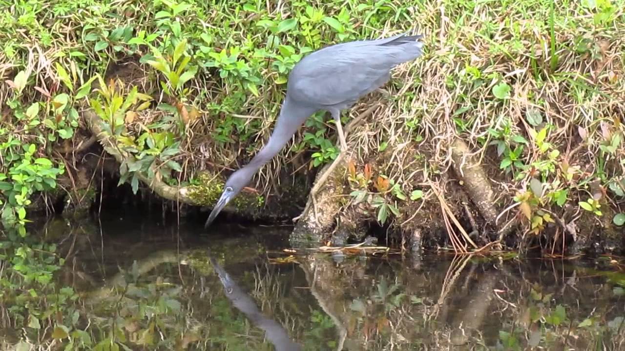 Little Blue Heron