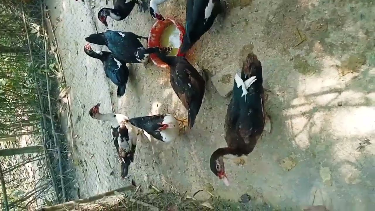 china has palon khamar kolkata 7319497890,