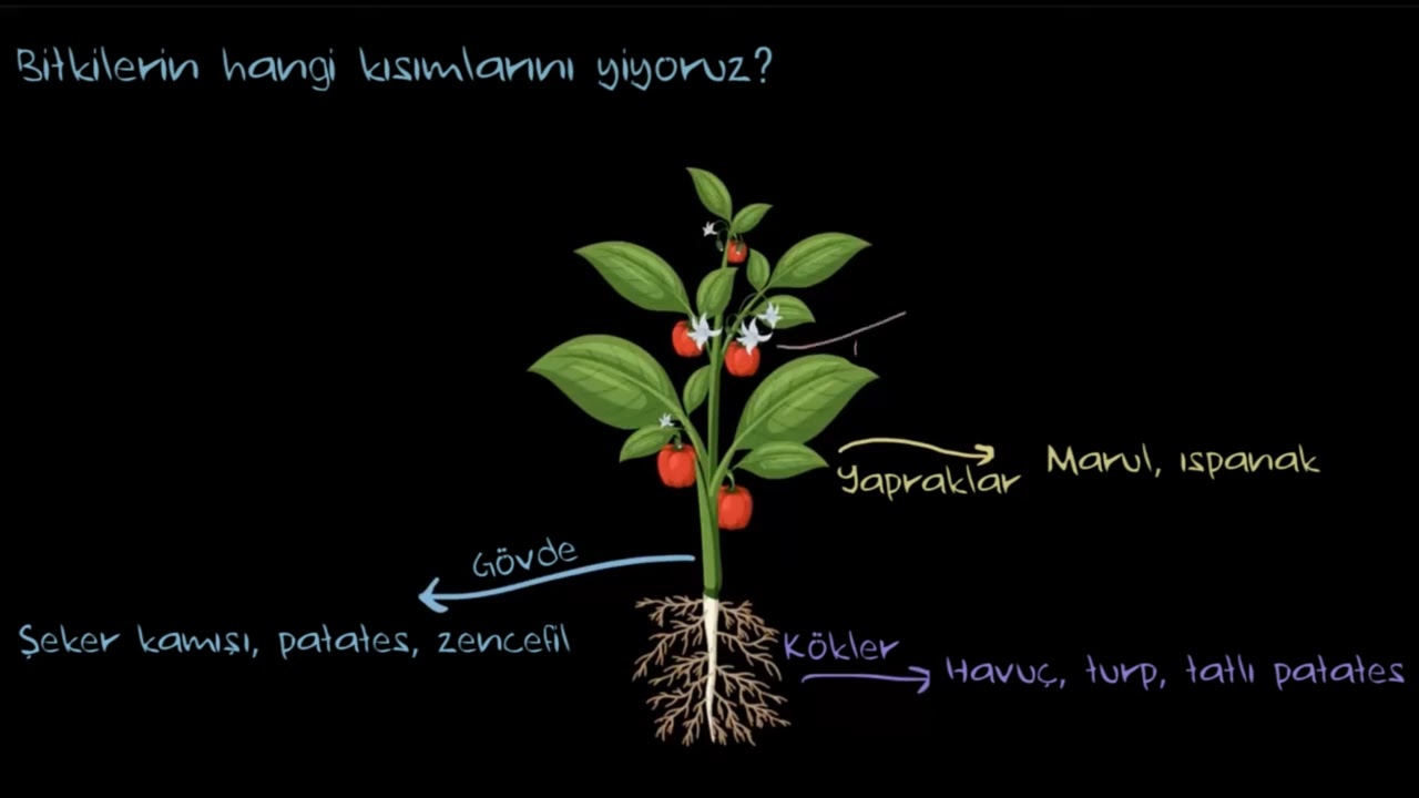 Bitkilerin Gıda Olarak Tüketilen Kısımları (Fen Bilgisi)