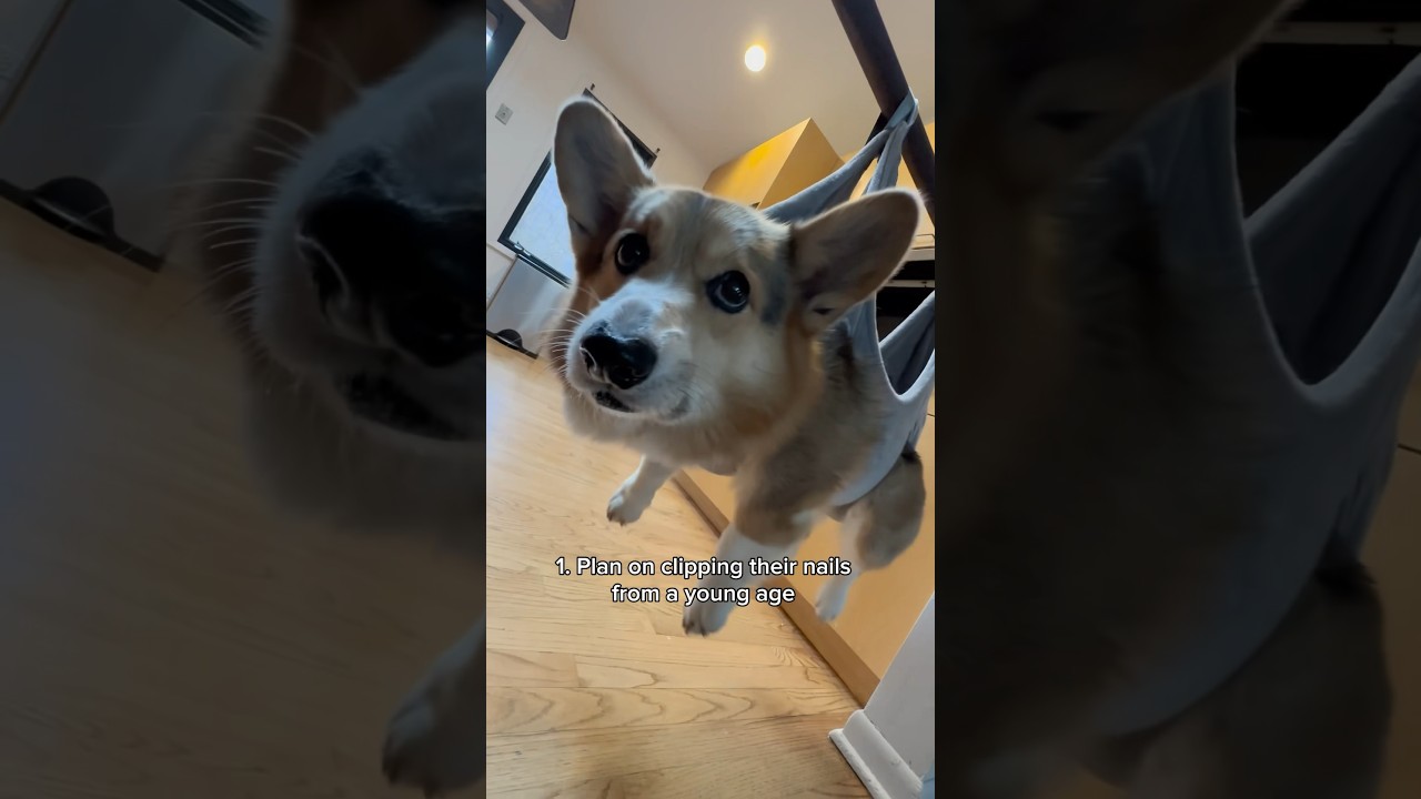3 Things You Should Do If You Plan on Getting a Corgi