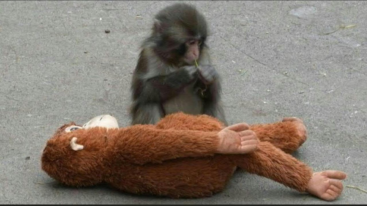 Star d'internet, le singe Punch attire les foules dans son zoo au Japon | AFP