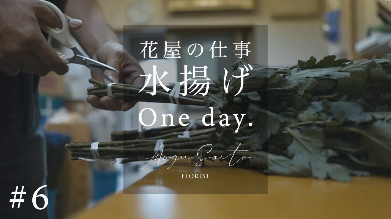 #6 [花屋の仕事] 水揚げ ｜ vlog リンドウ 菊 小菊 ソリダコ カーネション 生花 切り花 お花屋さん 作業風景