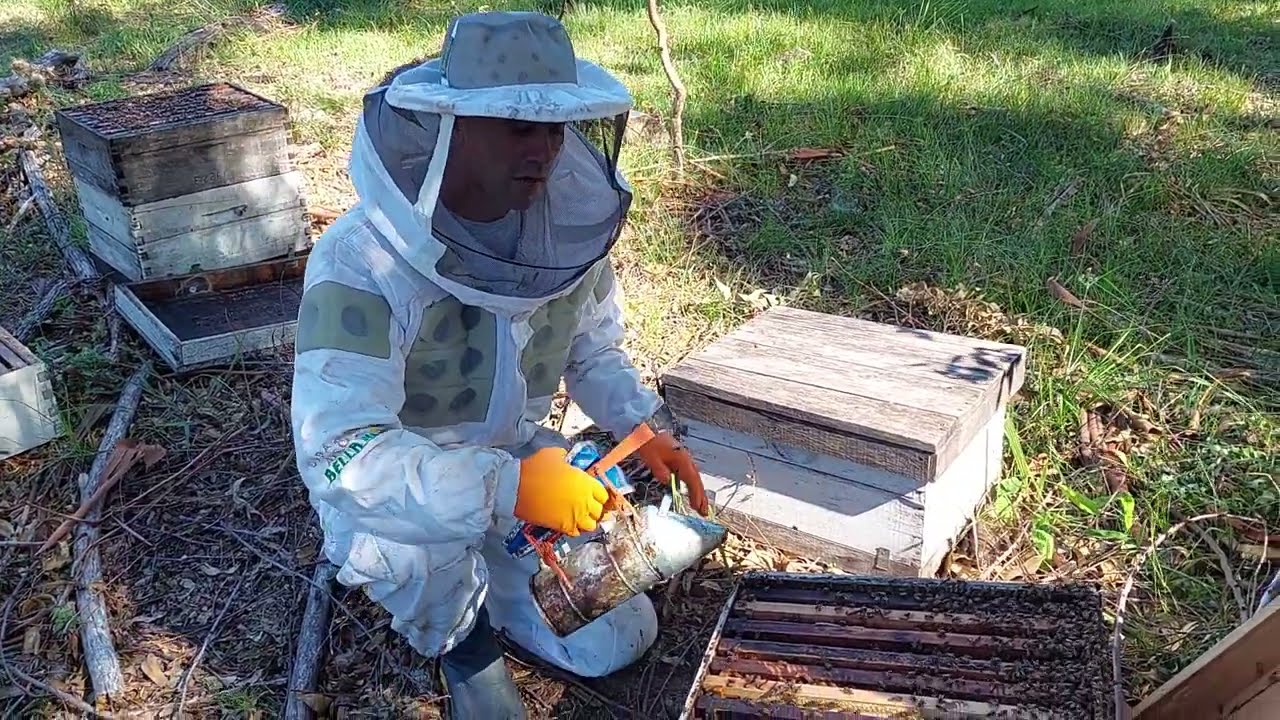 Los nucleos estan que explotan, luego de division de las colmenas testigos en el monte de eucalipto