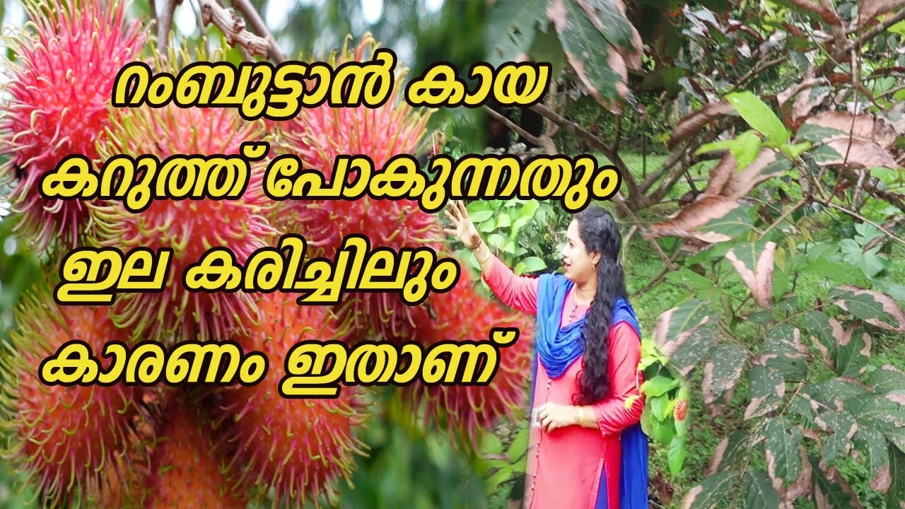 റംബുട്ടാൻ കായ കറുത്ത് പോകുന്നതും ഇല കരിച്ചിലും കാരണം ഇതാണ്  Rambutan Plant Leaf Drying