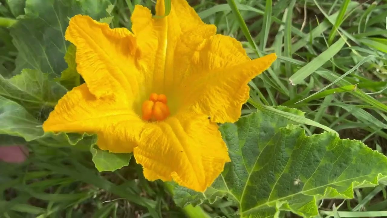 PUMPKINS Male and Female Flowers