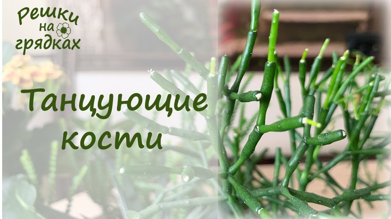 ХАТИОРА - эпифитный кактус 