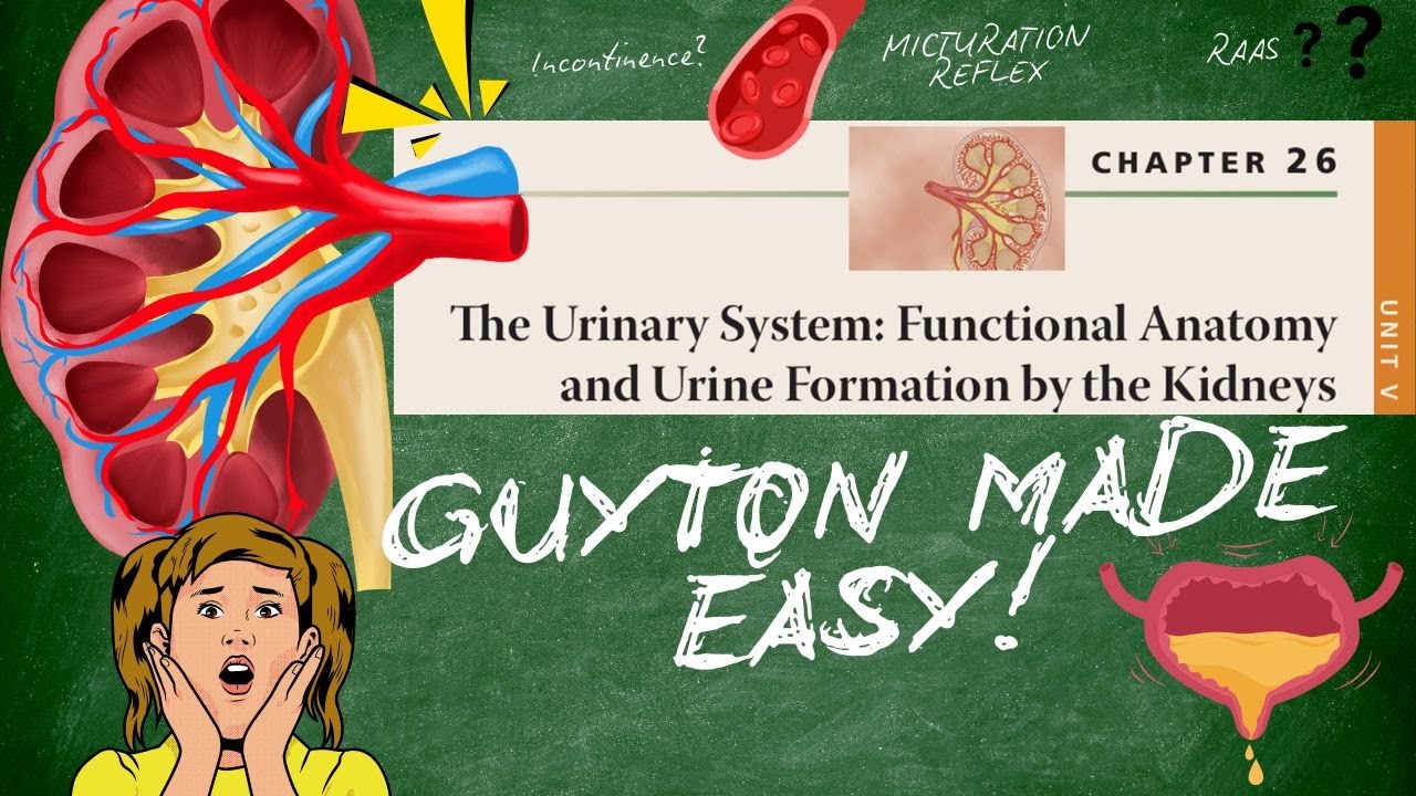 HOW KIDNEYS WORK (GUYTON AND HALL - CHAPTER 26)