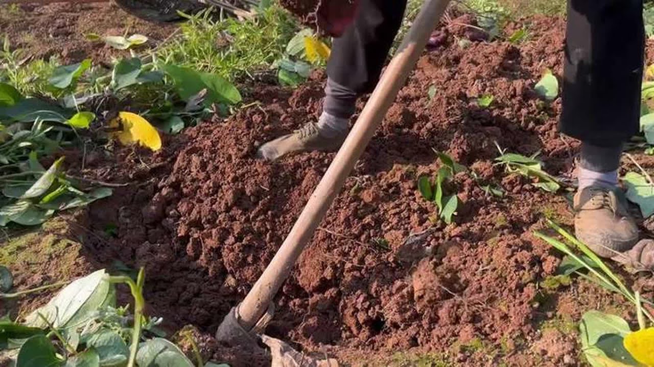 耕种的是你，收获的是我。不知道你在那边能看到火芍丰收了吗