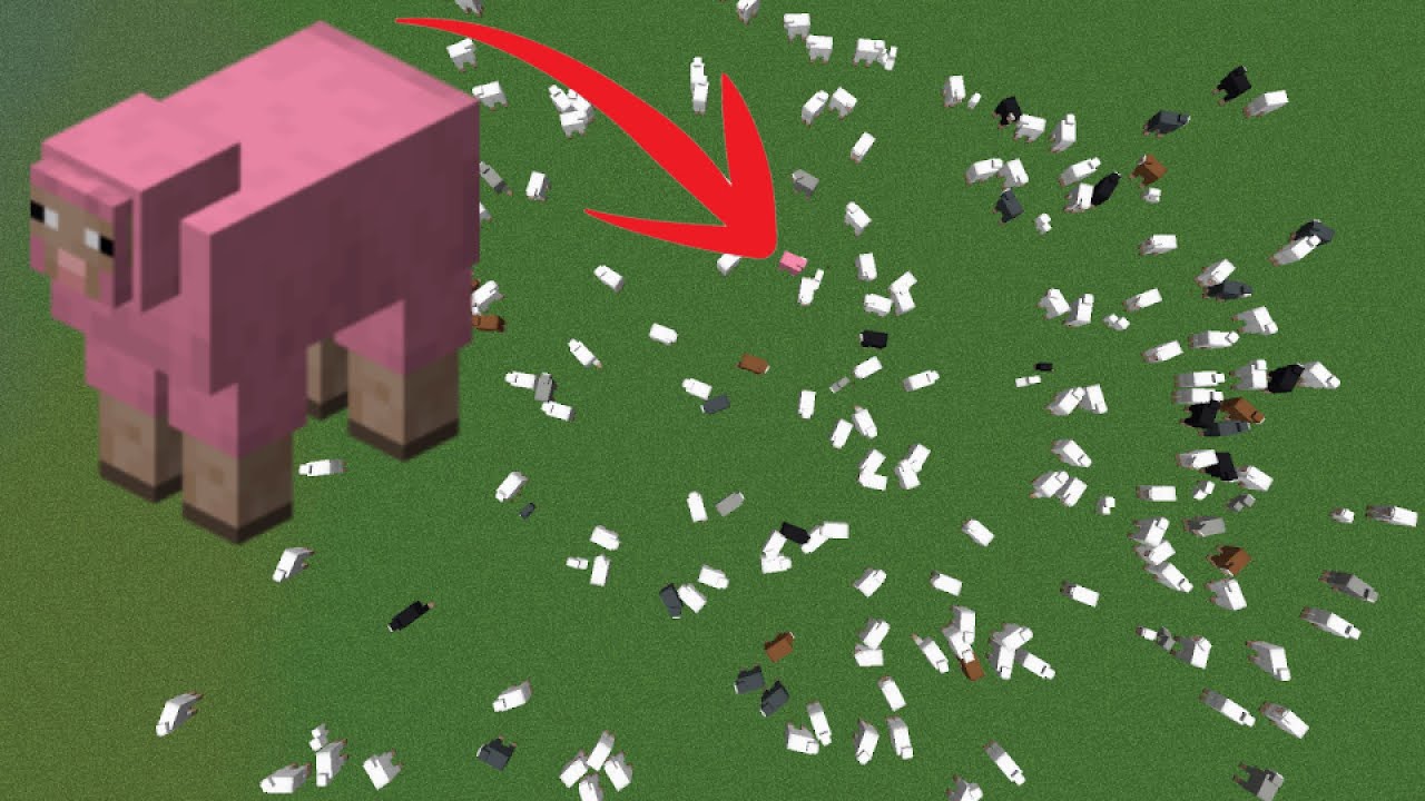 If I Find a Pink Sheep, the Video Ends