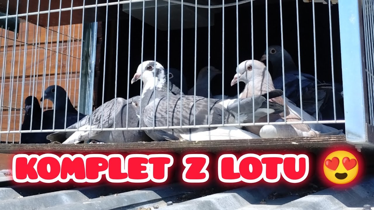 S:3 E:15: Lot bez konkursu 🙄...ale WSZYSTKIE PTAKI W DOMU 😍😍💪Lot konkursowy nr 2 - Rawicz - 185 km🕊️