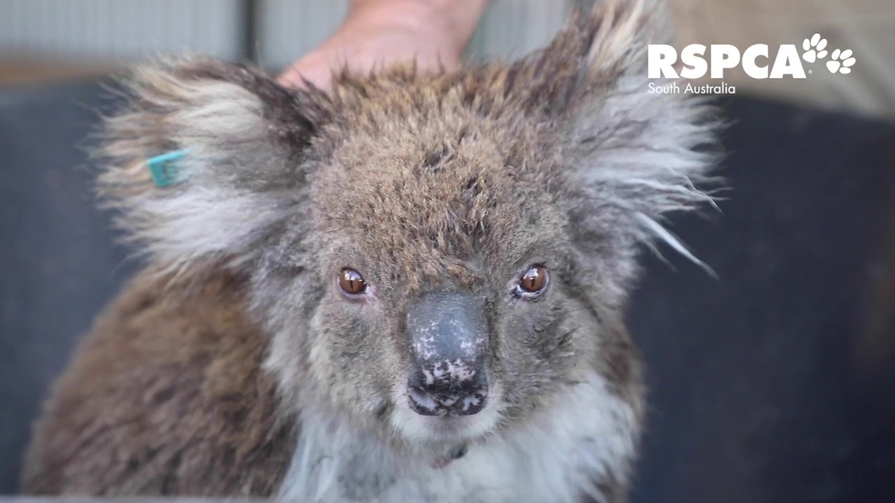 Kangaroo Island bushfire – Day 2 update on RSPCA South Australia's response