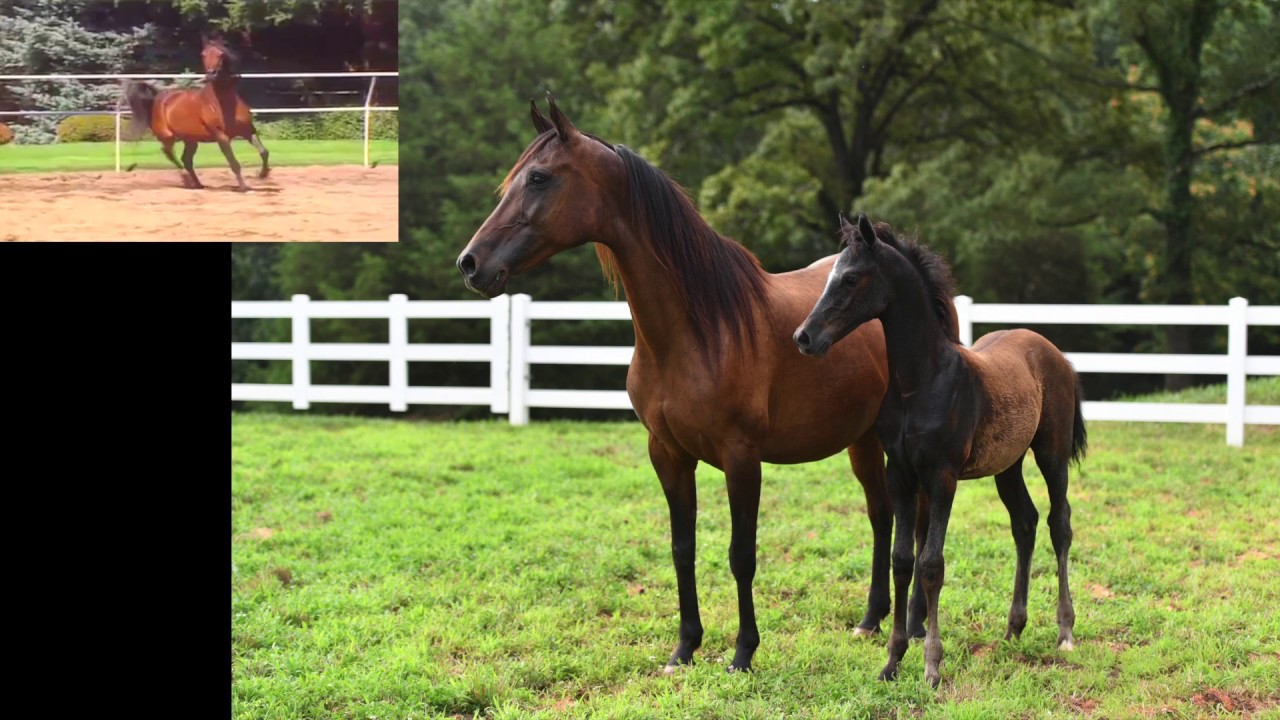 READ MY MIND SMP -  ARABIAN MARE FOR SALE