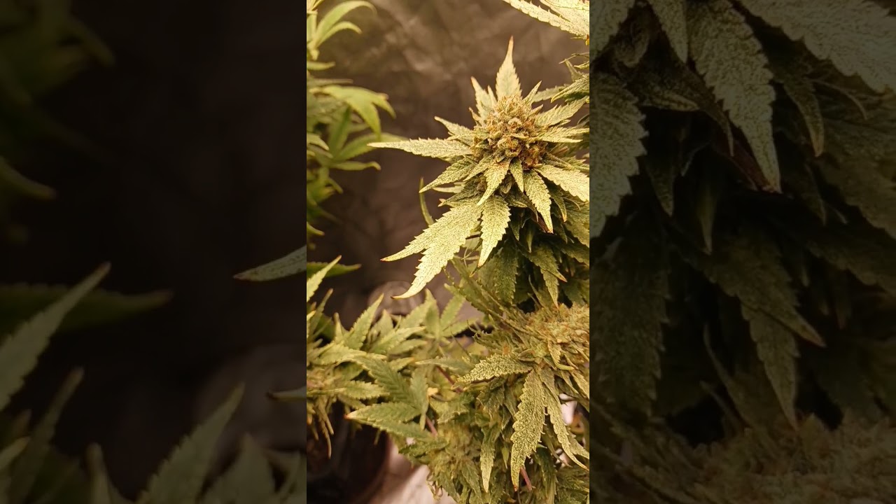 Super Silver Haze  