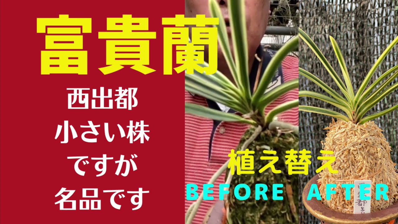 富貴蘭 らん ラン の植え替え 園芸ネット  風らん植え替え 西出都
