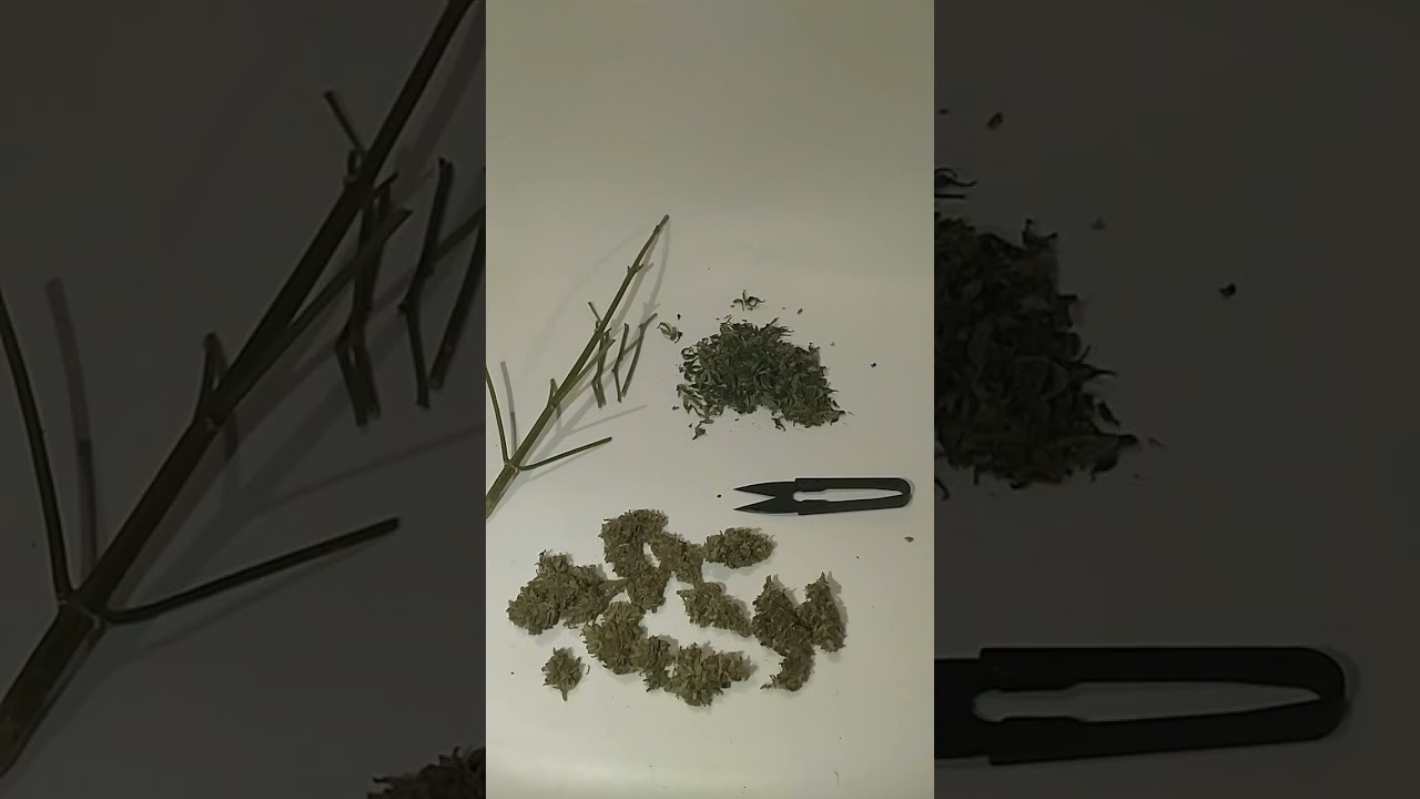 Secado y curado gorilla Glue Auto y lista para meter en un tarrito