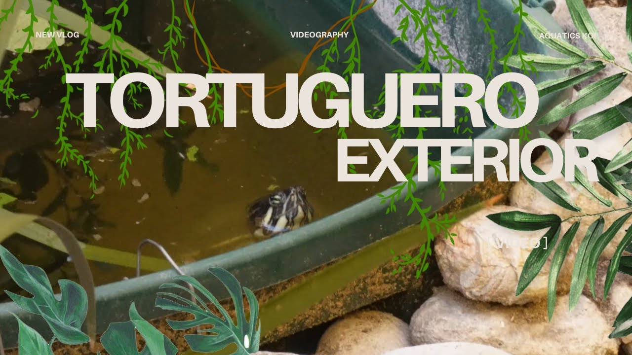 Haciendo un TORTUGUERO  
