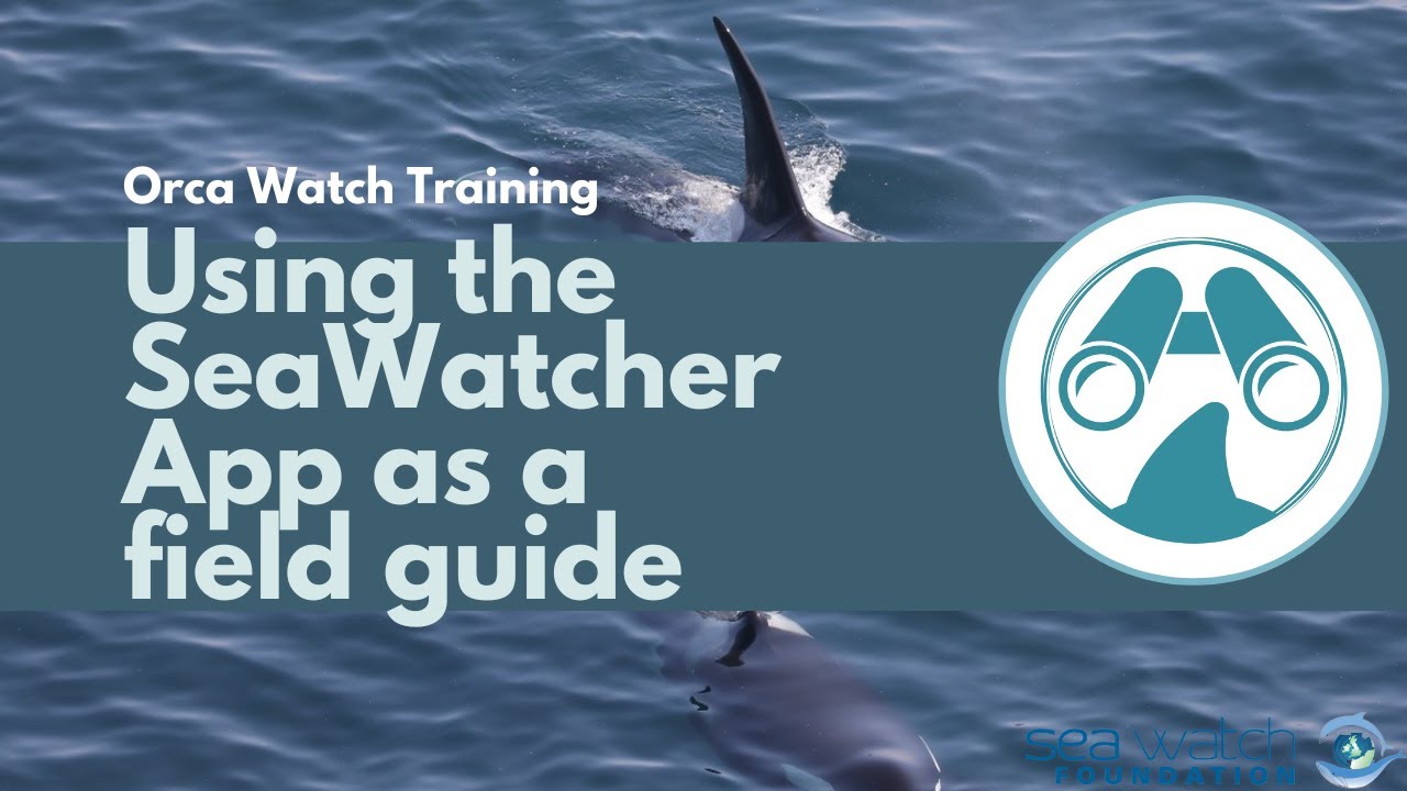 Orca Watch 2022 - Using the Sea Watcher App as a field guide