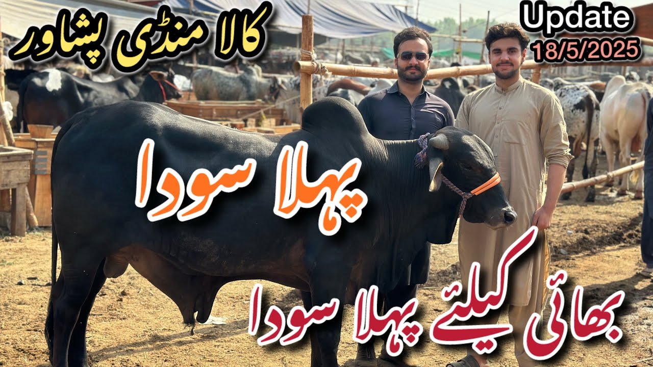 Kala Mandi Peshawar /bhai ke leya pehla sodaa /bhai bohot khush /Eid-ul-Adha ka leya khubsorat mall