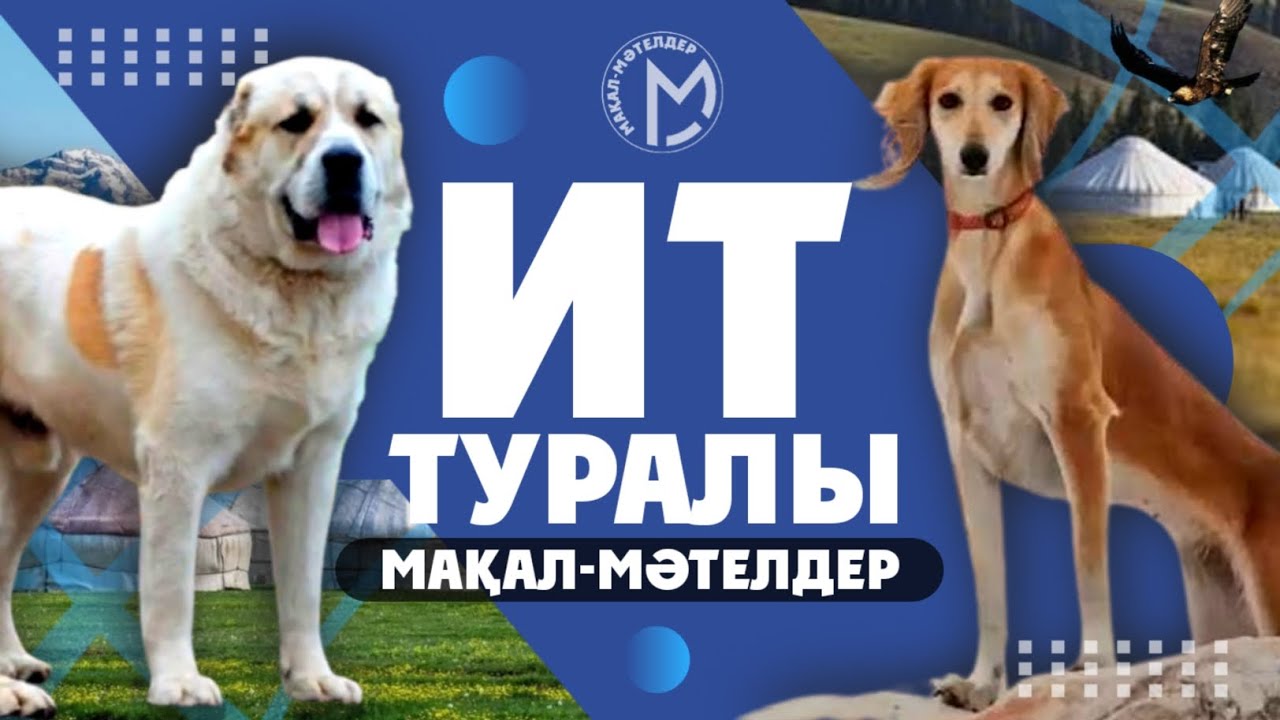 Ит туралы мақал - мәтелдер