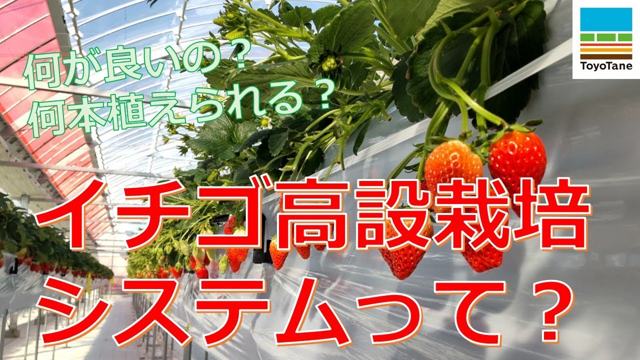 【解説】イチゴ高設栽培システムの基礎知識