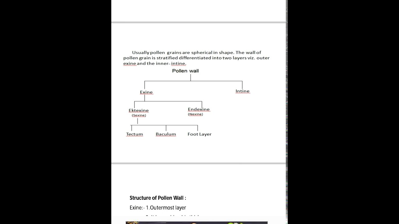 Pollen grain Wall structure