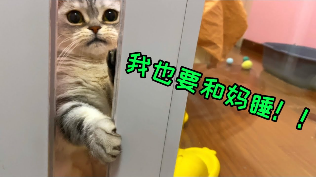 多貓家庭有多難？單獨和一隻貓睡，就會令其他貓..很不滿！