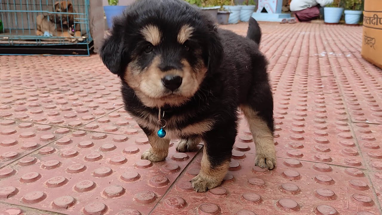 Bhote kukur puppy
