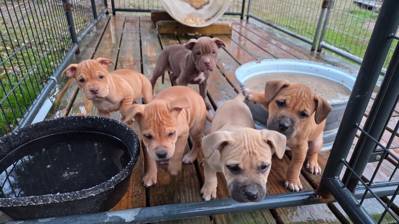 THOMPSON'S KENNEL SOSA X GRISELDA REFERENCE VIDEO thompsonkennels@gmail.com 