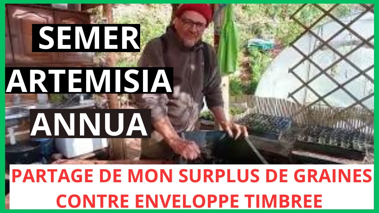 REUSSIR SON SEMIS D'ARTEMISIA ANNUA . METHODE INFAILLIBLE