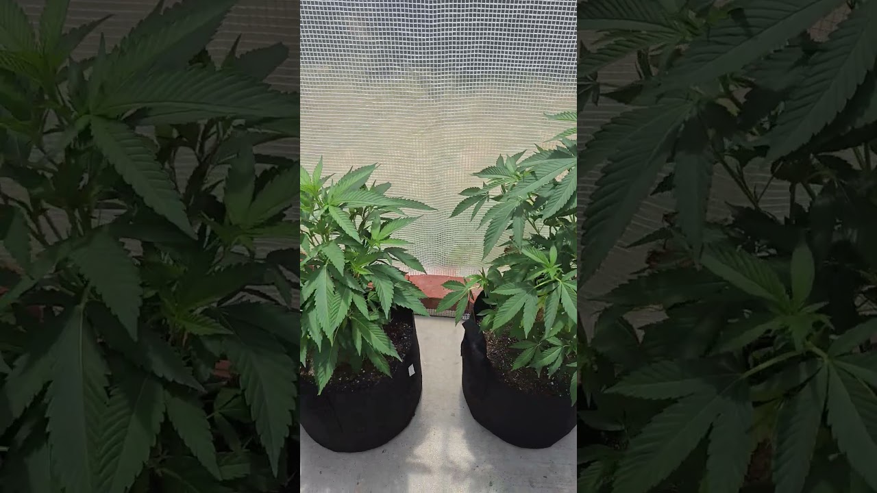 Greenhouse update. Exodus cheese and Pineapple Fuego. Also featuring green lacewings