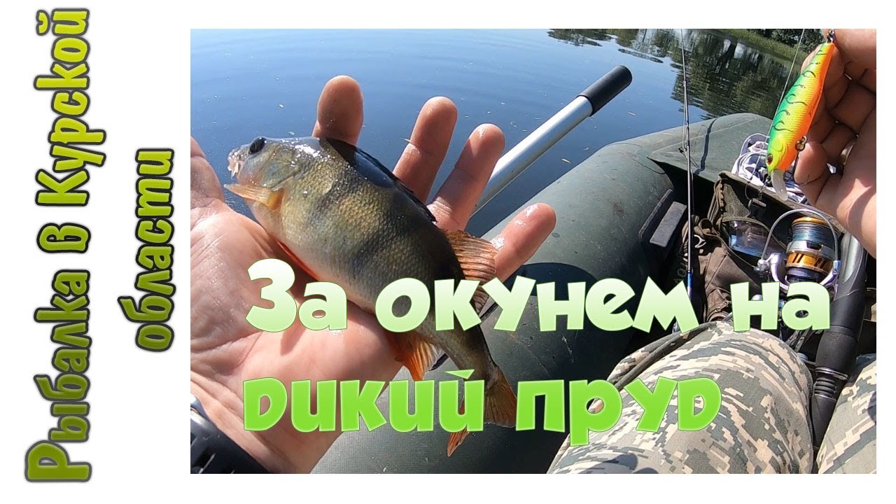 За окунем на дикий пруд. Zipbaits Khamsin опять выручил