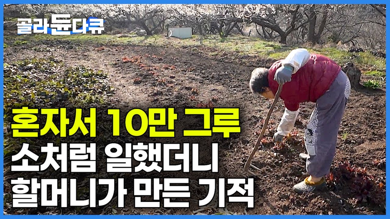 '지역을 살렸다' 시골로 시집와 소처럼 일해 사람 한 명 오지 않는 동네를 해마다 100만 명씩 오는 관광 명소로 만든 할머니｜사람이 그리워 매화나무 심었더니｜한국기행｜#골라듄다큐