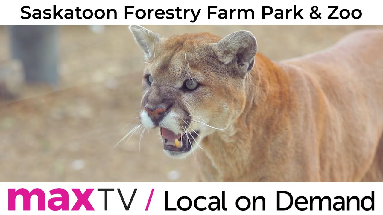 Saskatoon Forestry Farm Park & Zoo - SaskTel maxTV Local on Demand