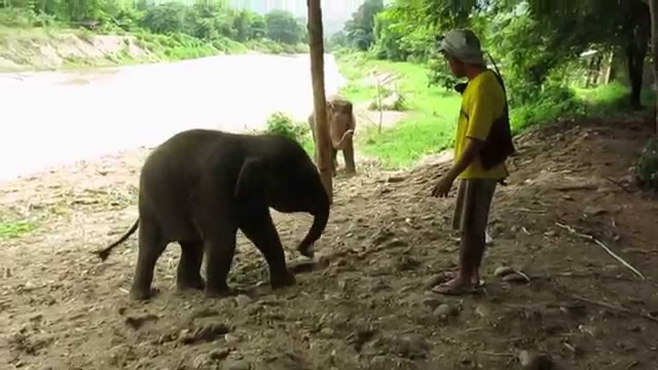 Back Kicking funny - baby elephant Yindee at Elephant Nature Park, June 2014