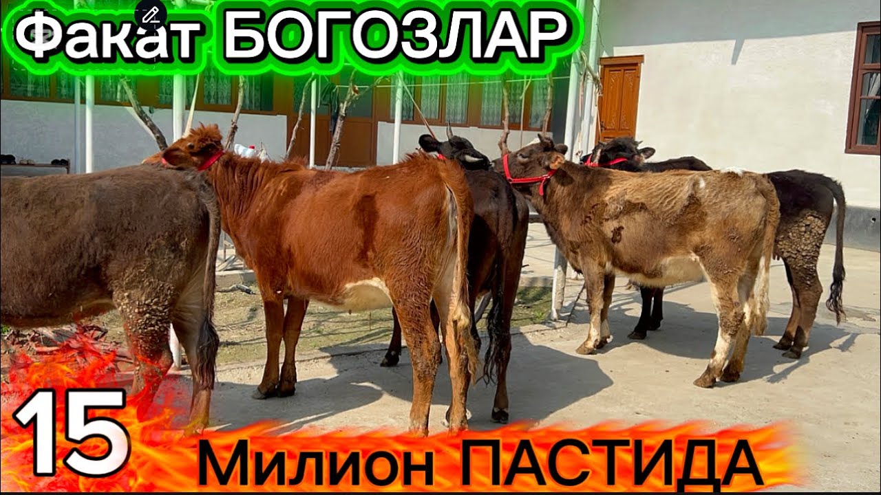 КАРИМ ТОГА БУГИН УЗЛАРИГА КЕЛДИ  ОЛАДИГОН БОЛИБ КЕТТИ 17-mart, 2026 