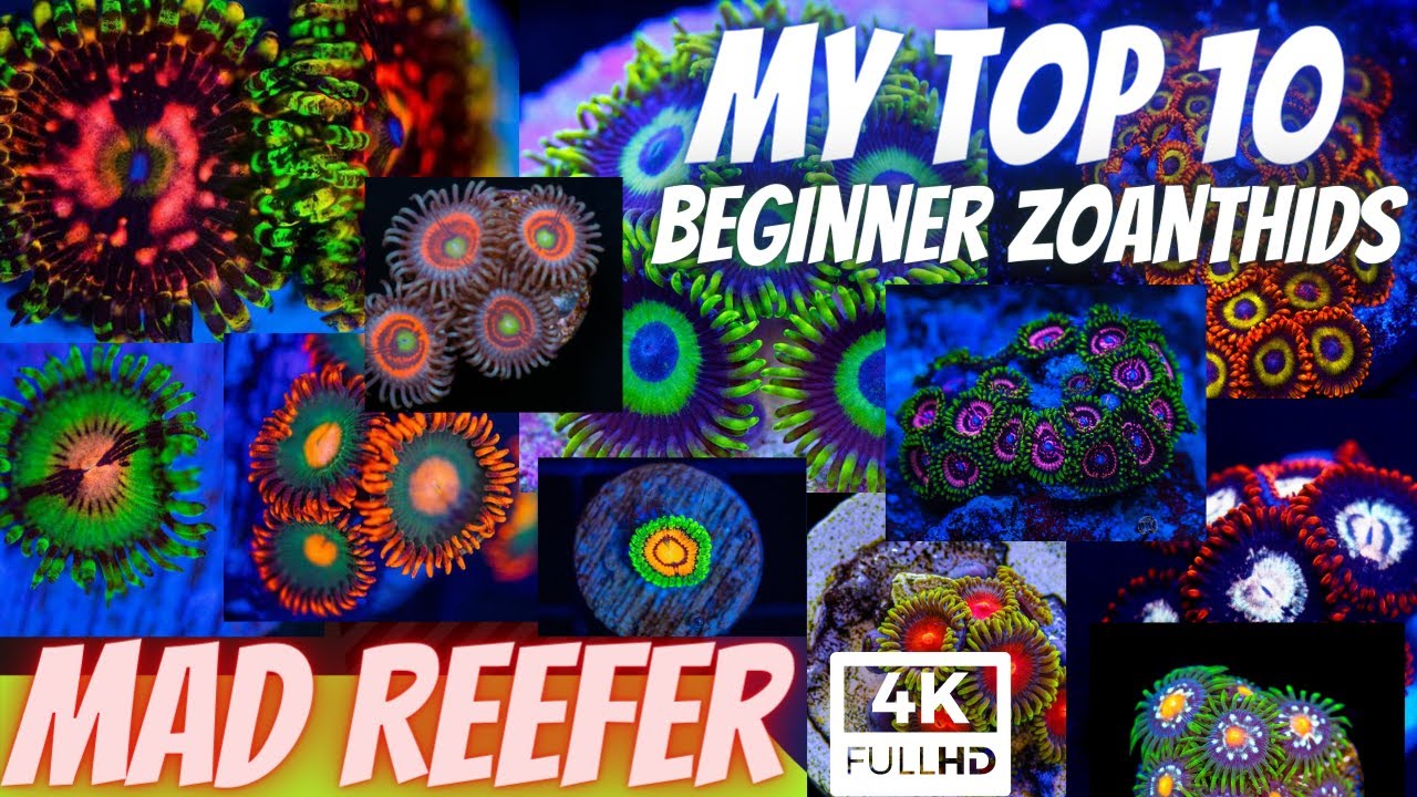Beginner Zoanthids Zoa garden