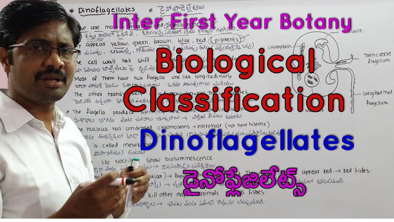 Dinoflagellates | Inter First Year Botany Biological Classification | Class 5