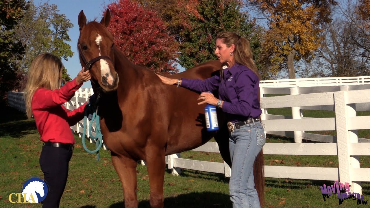 Introducing the Horse to Fly Spray with Teresa Kackert