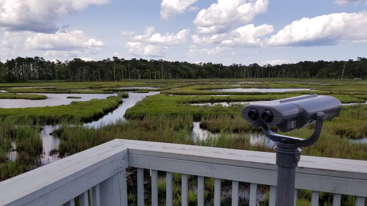 US Notes. Part 781: Прогулка по Cattus Island County Park, Toms River, NJ. 22/06/2019