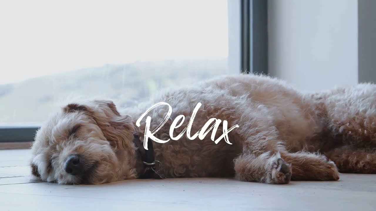 Calming Music for Dogs 🐶💤 | Relax, Rest & Feel Safe (2 Hours)