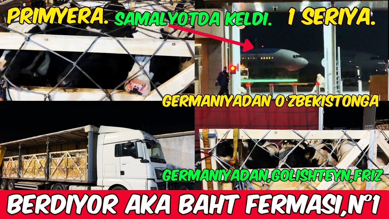 GERMANIYADAN,GOLISHTEN FRIZ G’UNAJINLARI ETIB KELDI,KO’RIB BAHO BERAMIZ,JIGARLAR.