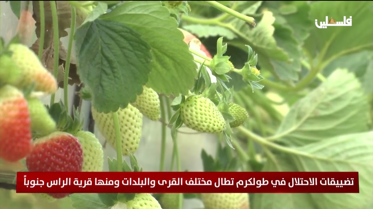 تضييقات الاحتلال في طولكرم تطال مختلف القرى والبلدات ومنها قرية الراس جنوباً