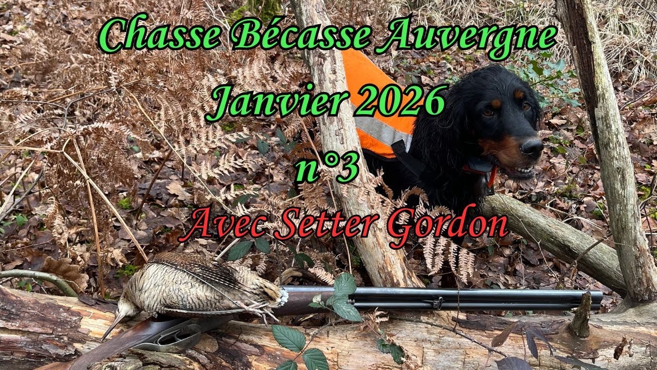 Un raté MAGNIFIQUE! Chasse bécasse - Setter Gordon