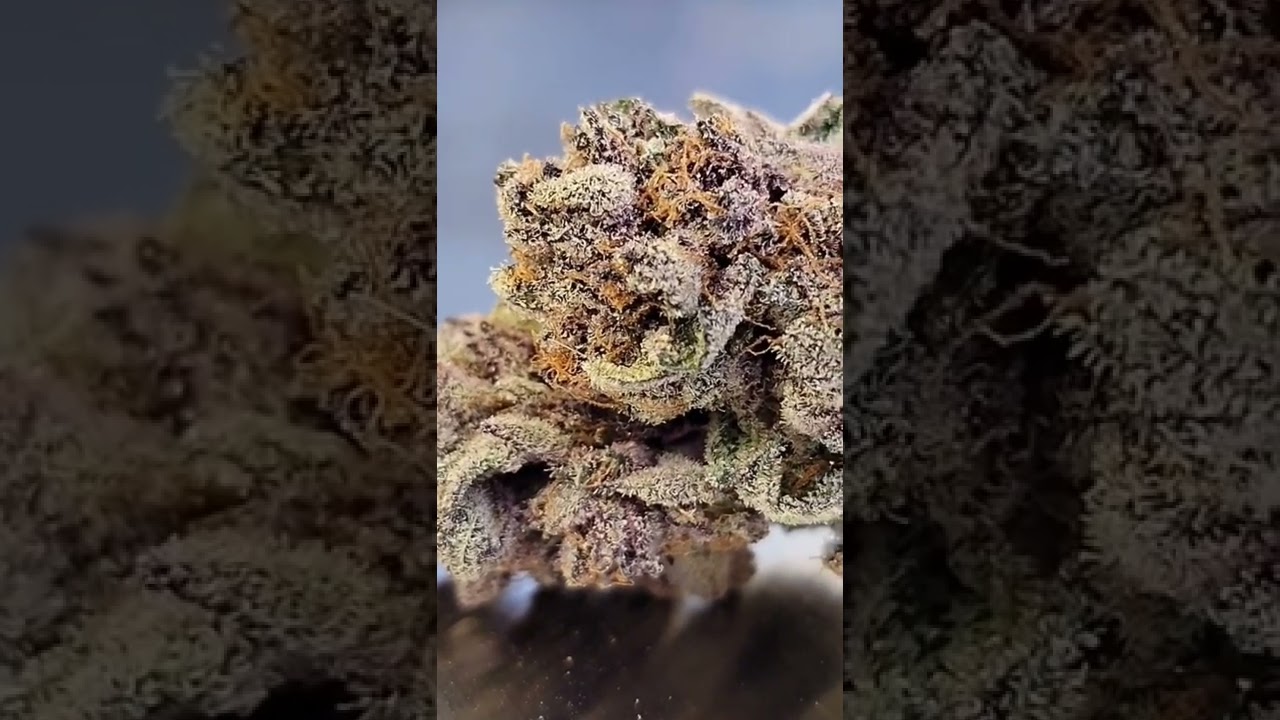 Relentless genetics Trop Cherry  8